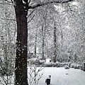 Backyard in February